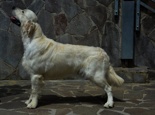 gio16