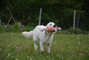 image-4049